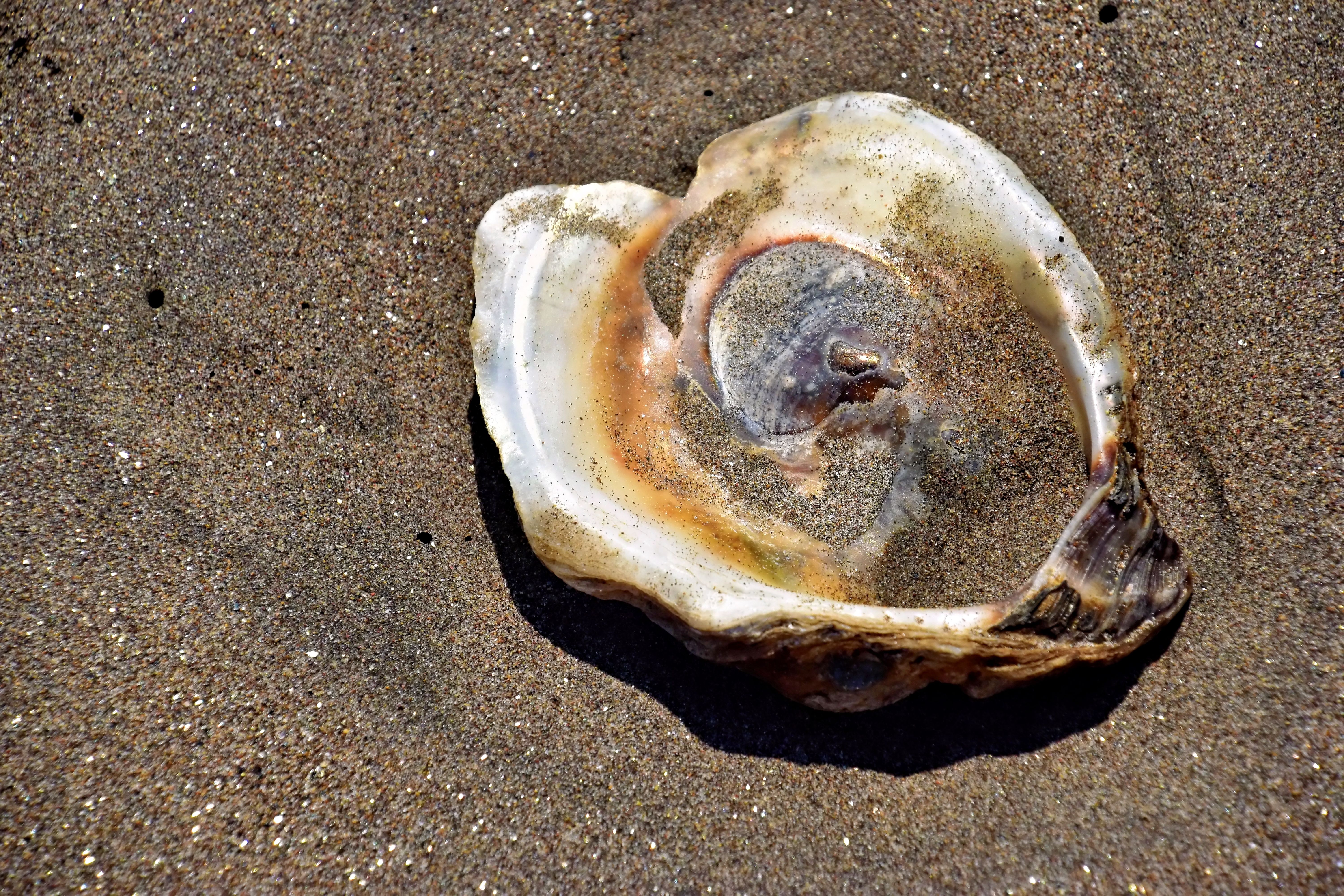 Close-Up of Seashell on Sandy Beach · Free Stock Photo