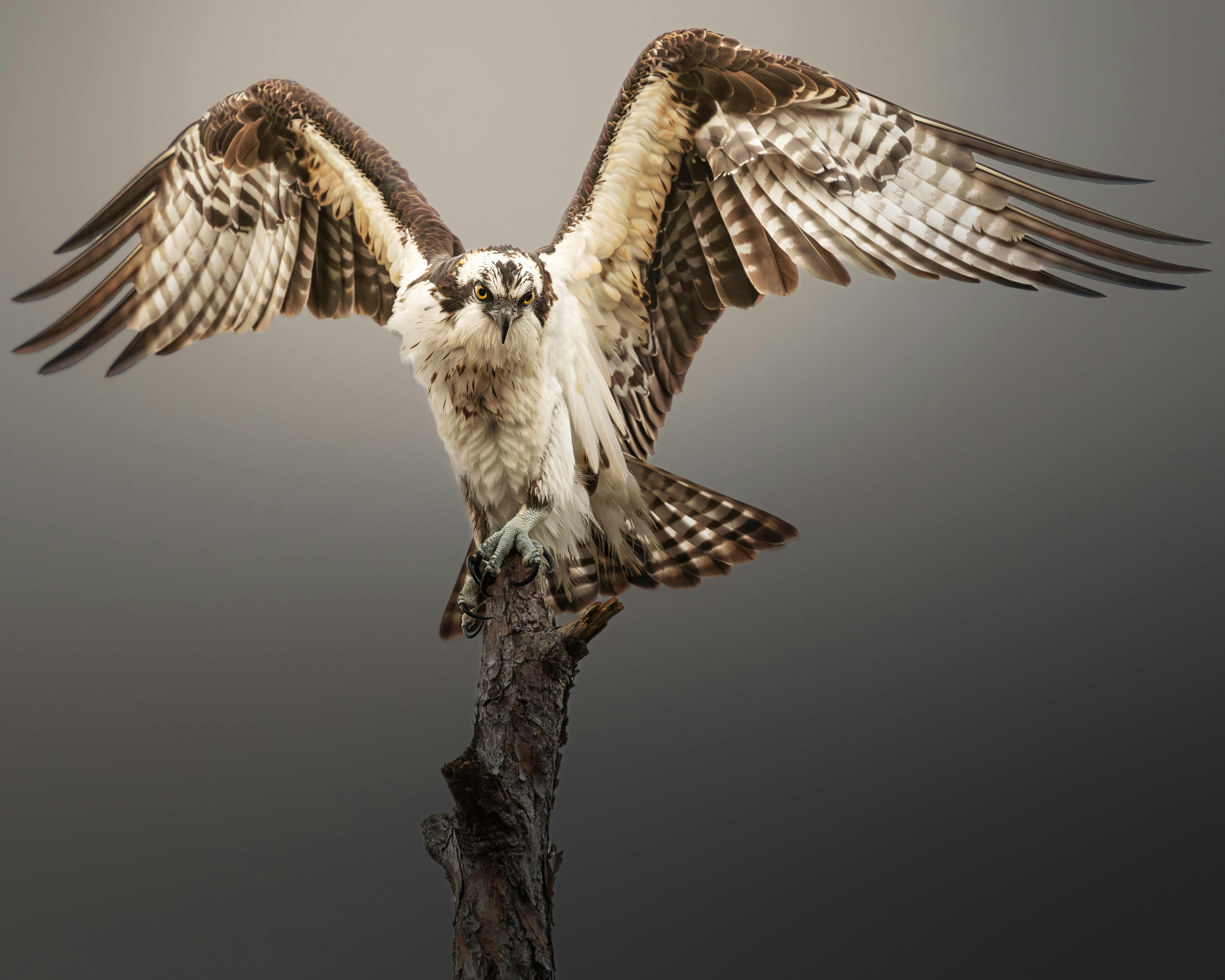 Free A majestic osprey with wings spread wide perches on a branch, showcasing its striking plumage. Stock Photo
