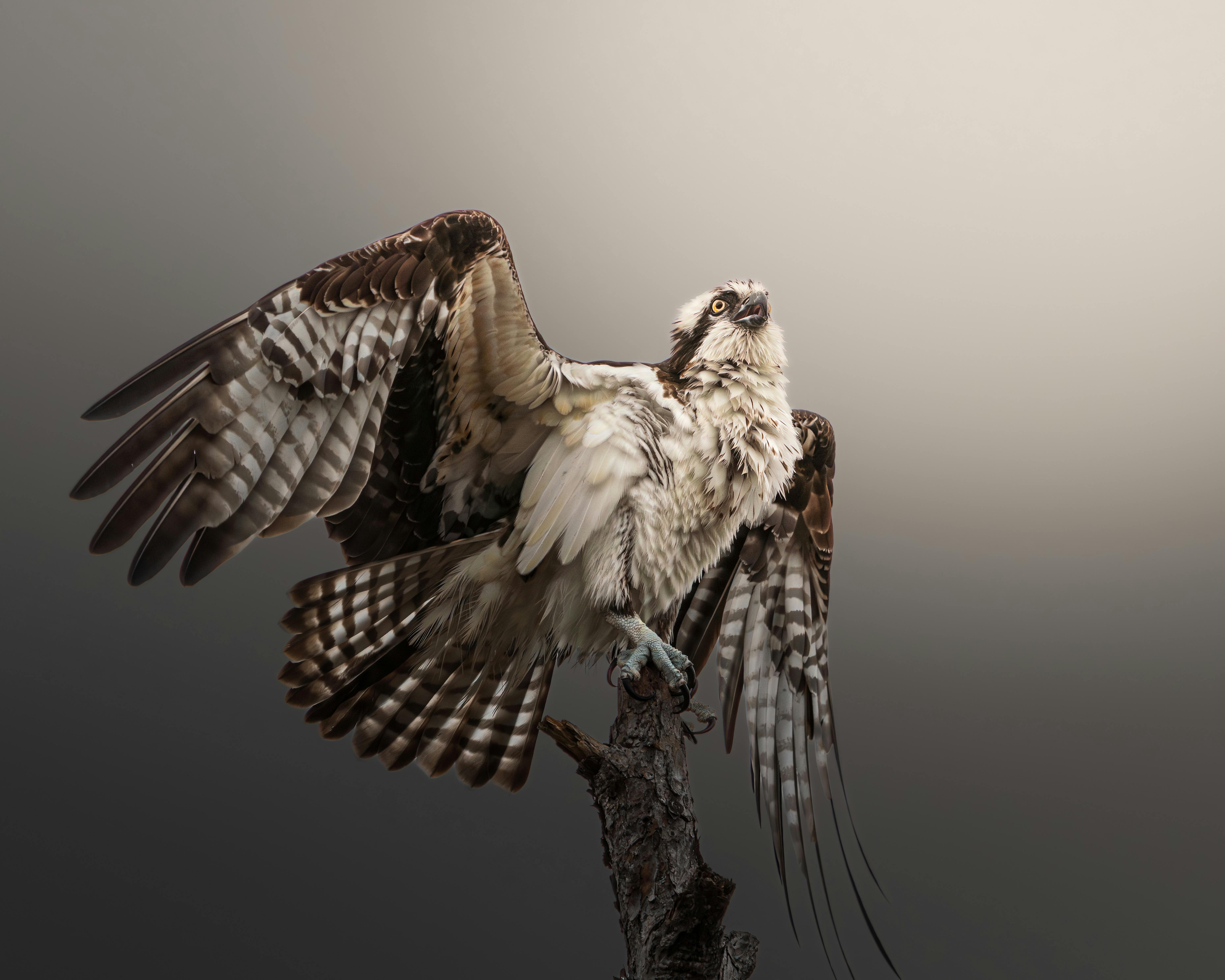 Gratis Uno splendido falco pescatore con le ali spiegate, appollaiato su un ramo su uno sfondo neutro. Foto a disposizione
