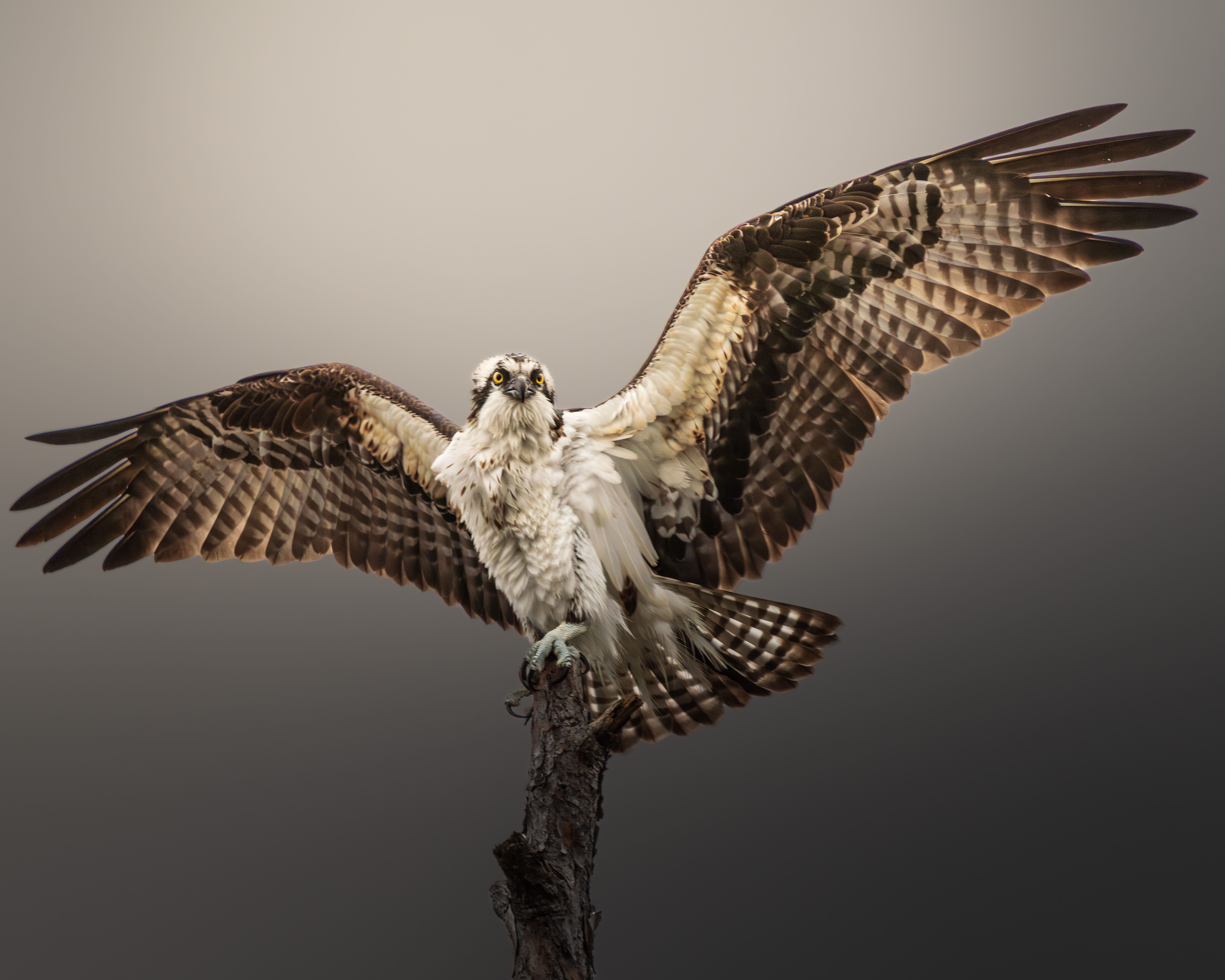 Osprey with Wings Spread on Branch · Free Stock Photo