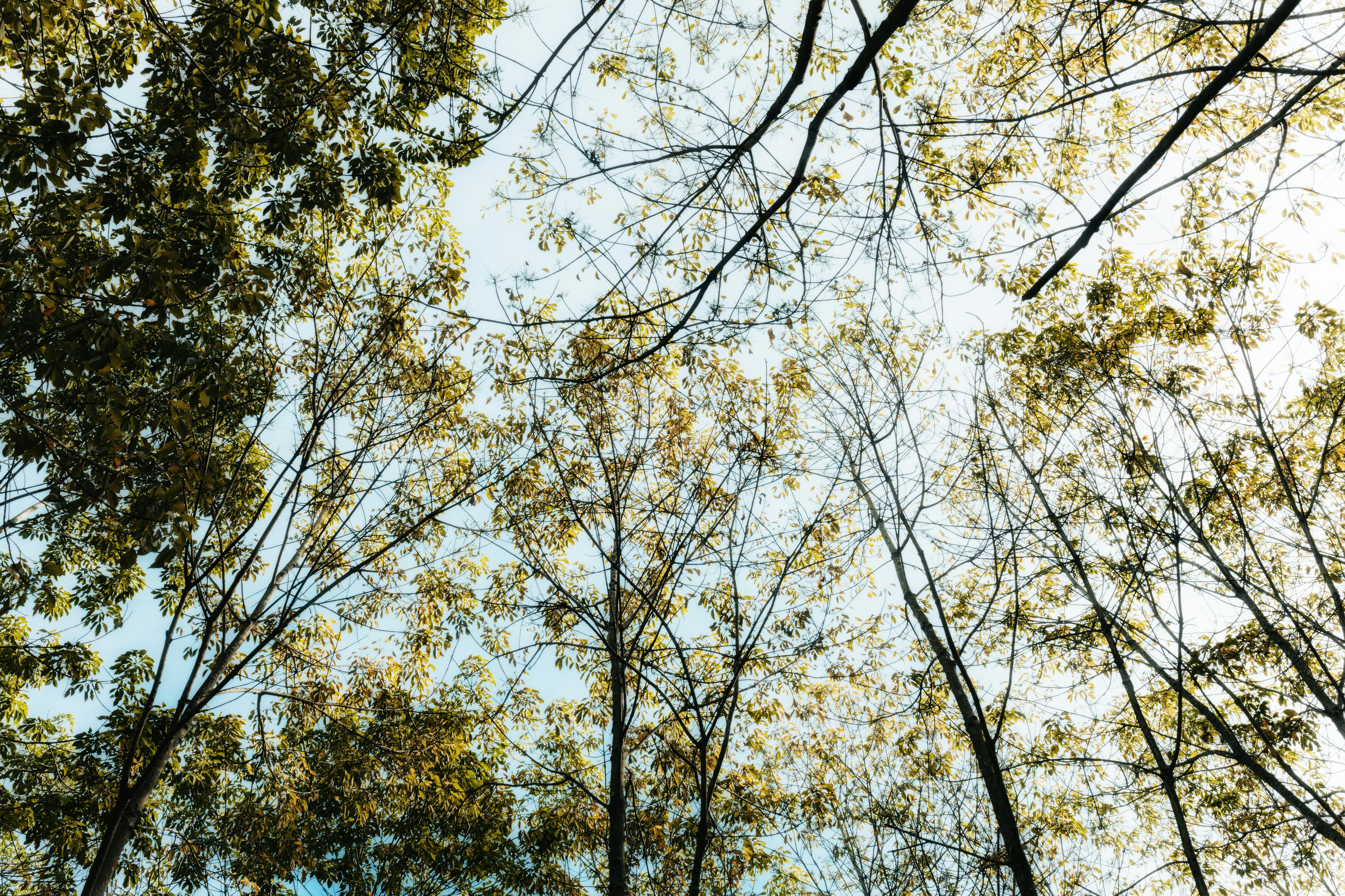 Une vue paisible sur les branches des arbres à Kon Tum, au Vietnam, qui révèle la beauté de la nature.