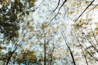 Serene View of Trees in Kon Tum, Vietnam