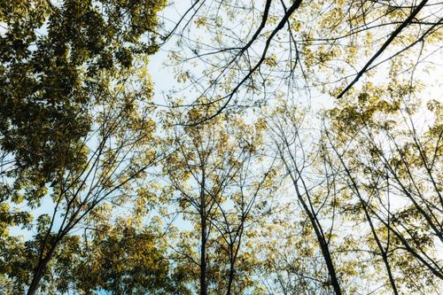 Free A peaceful view looking up at tree branches in Kon Tum, Vietnam, displaying nature's beauty. Stock Photo