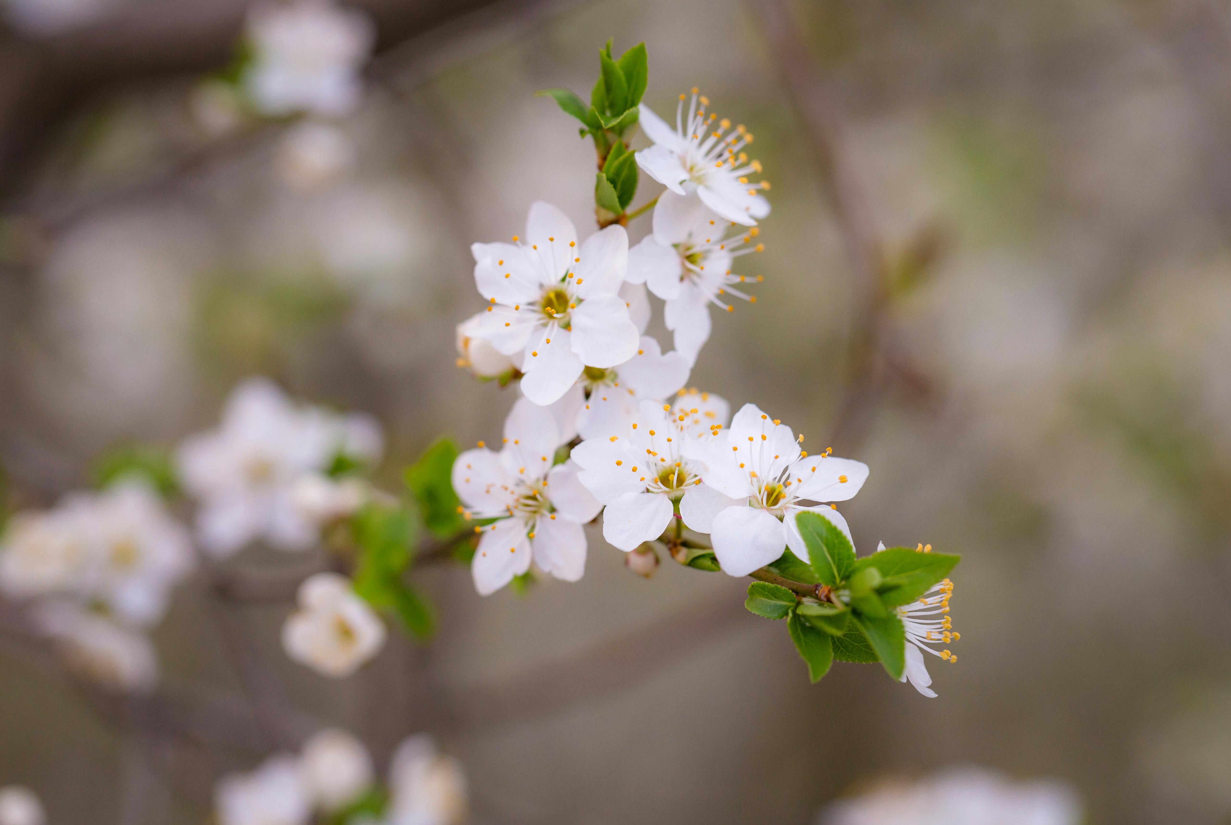 shallow focus photo of white flowers