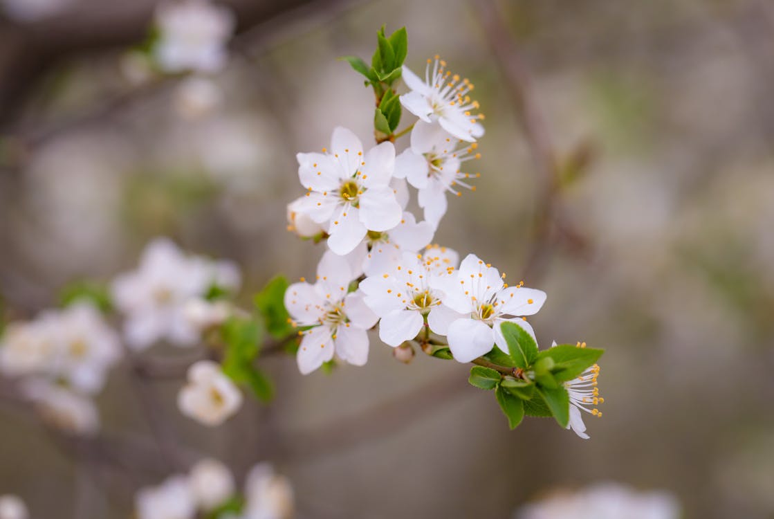 Ondiepe Focusfoto Van Witte Bloemen