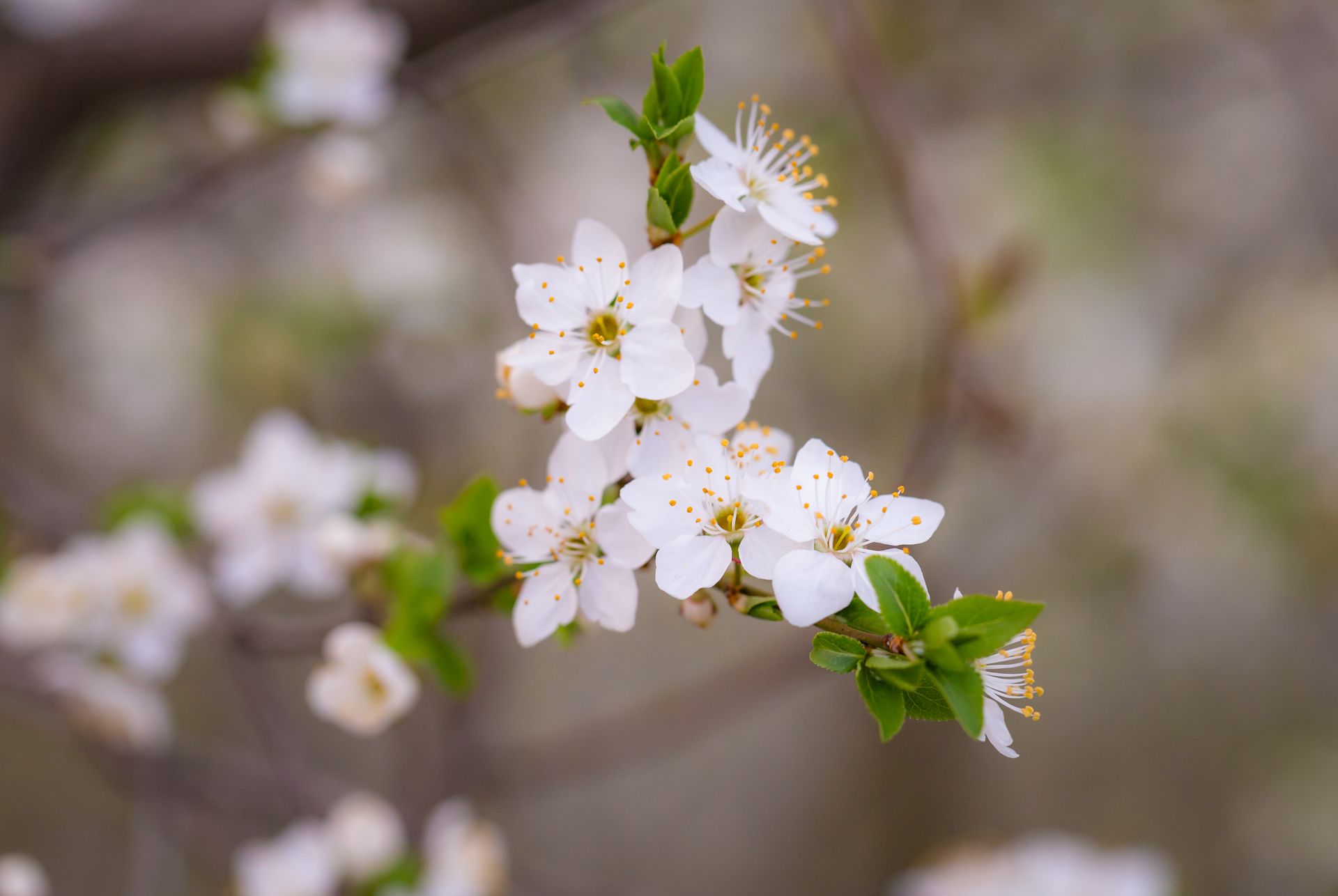 Shallow Focus Photo of White Flowers
