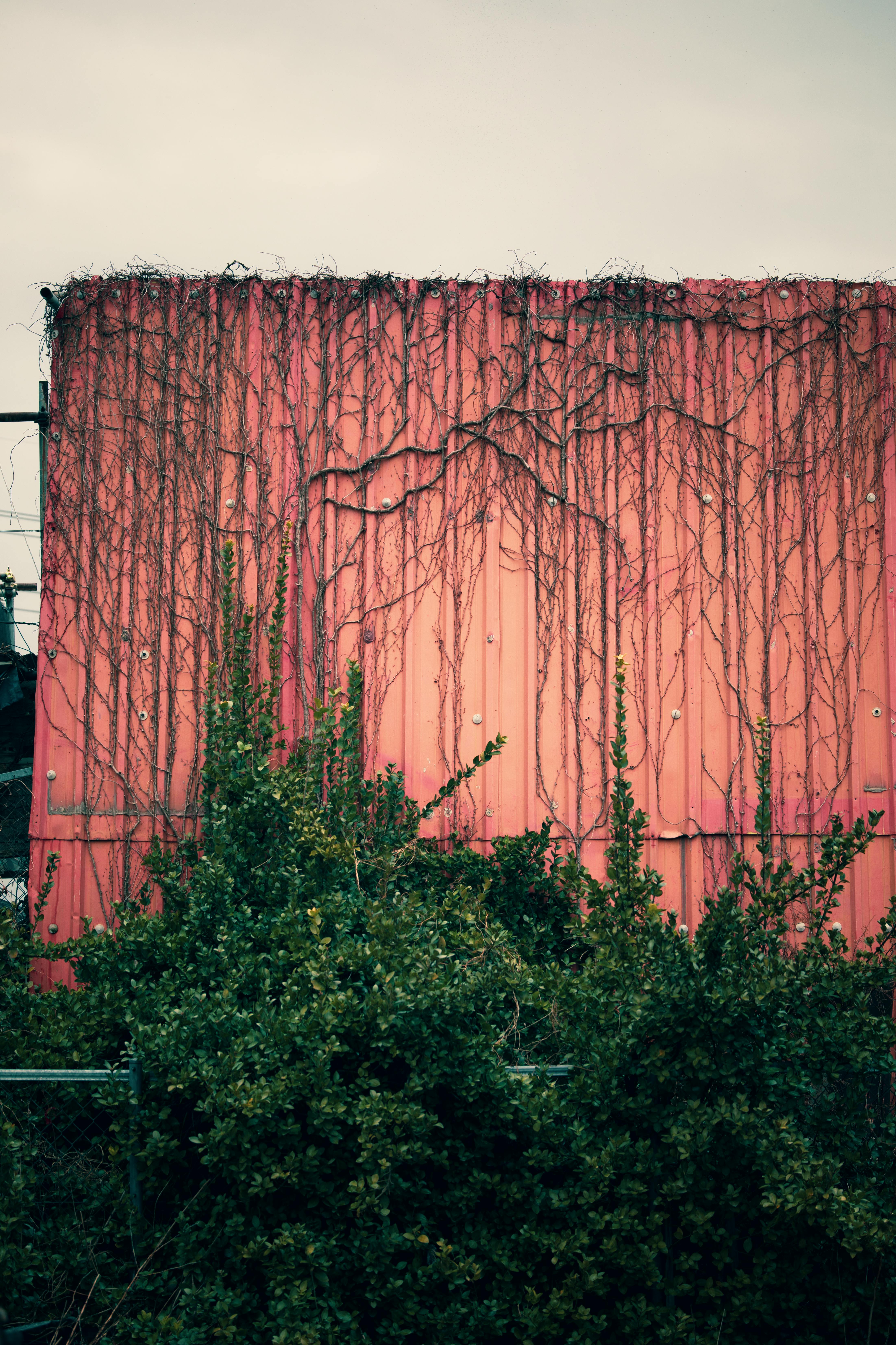 grátis Uma parede de metal vermelha densamente coberta de hera em um ambiente externo, evocando a resiliência da natureza. Foto profissional
