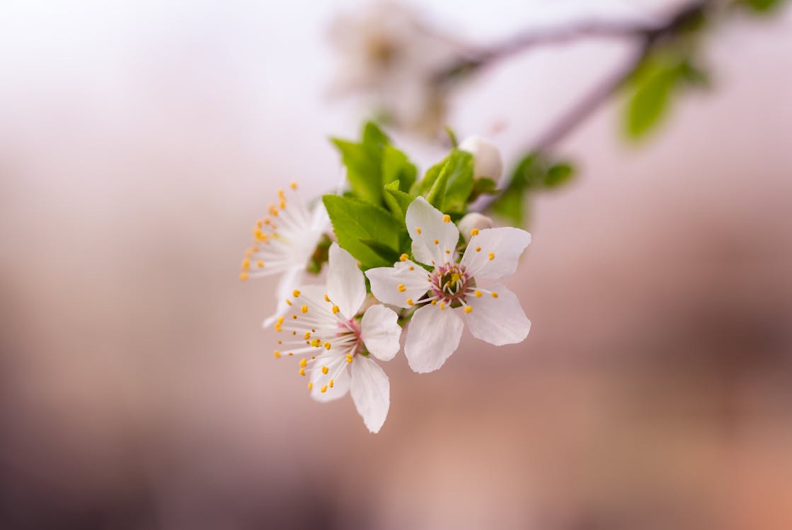 Selective Focus Photograph of White Petaled Flower