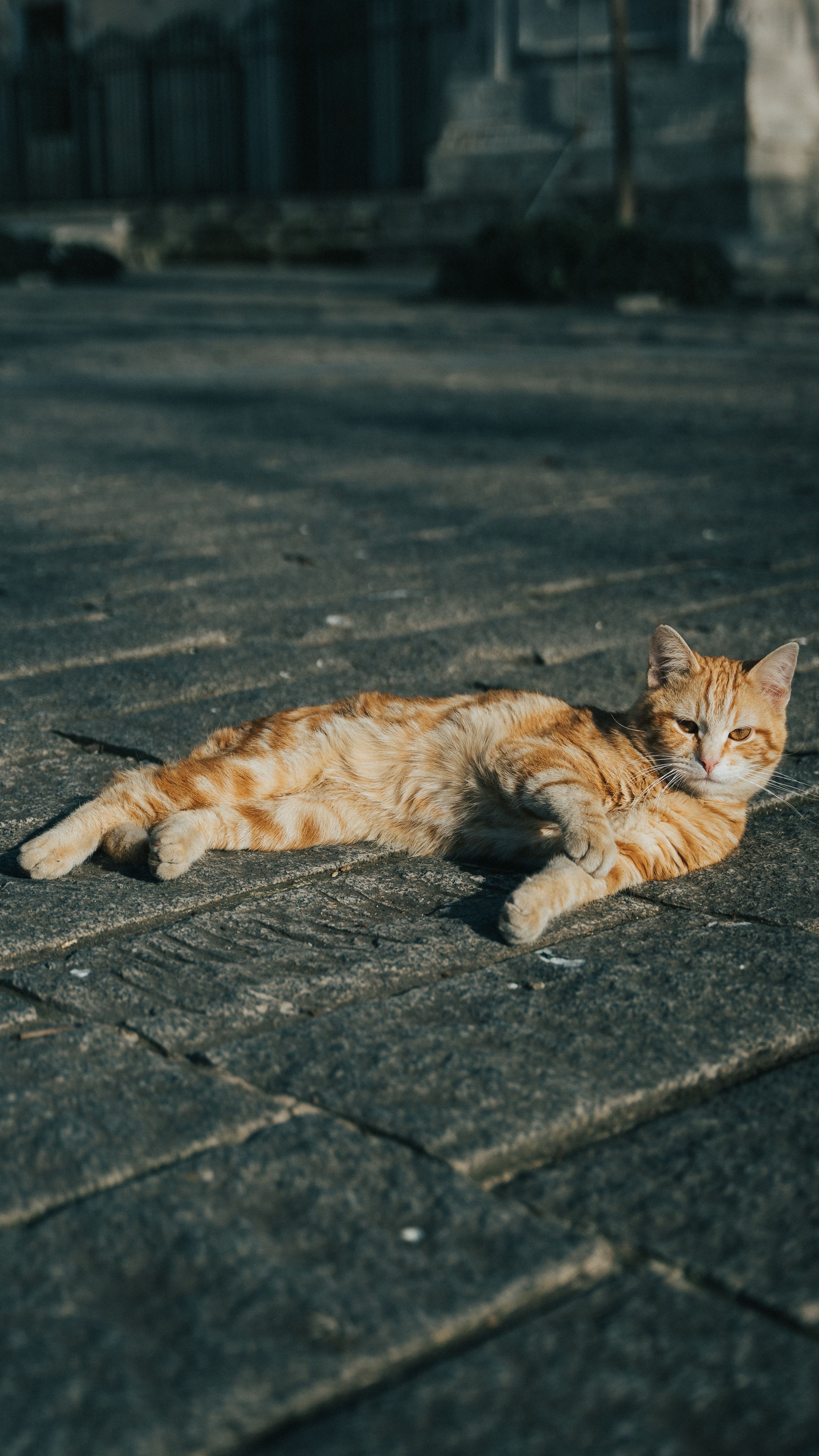 Ginger Cat Relaxing on Stone Pavement in Sunlight · Free Stock Photo