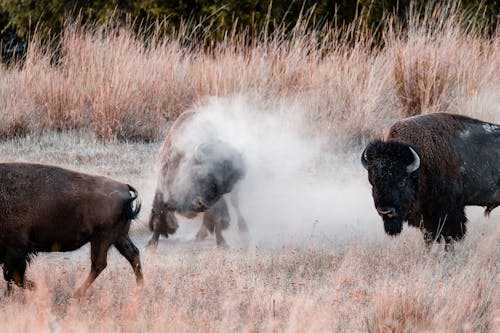 Free Buffalo on Grass Field Stock Photo