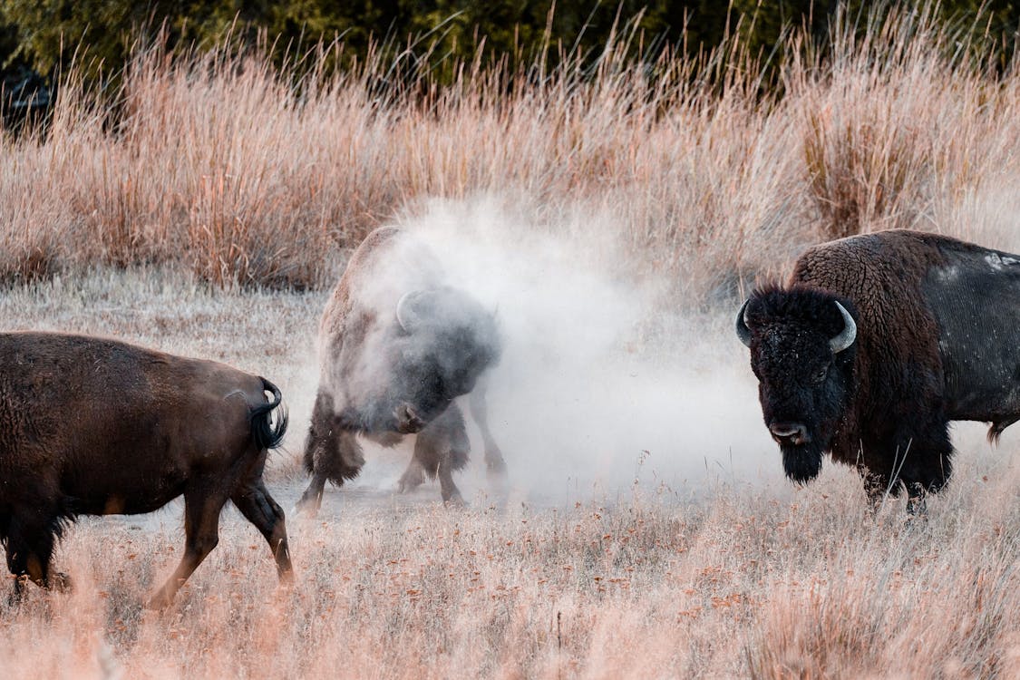 Murrah Buffalo Care - Top 6 Steps For Animal Health 4 Free Buffalo on Grass Field Stock Photo