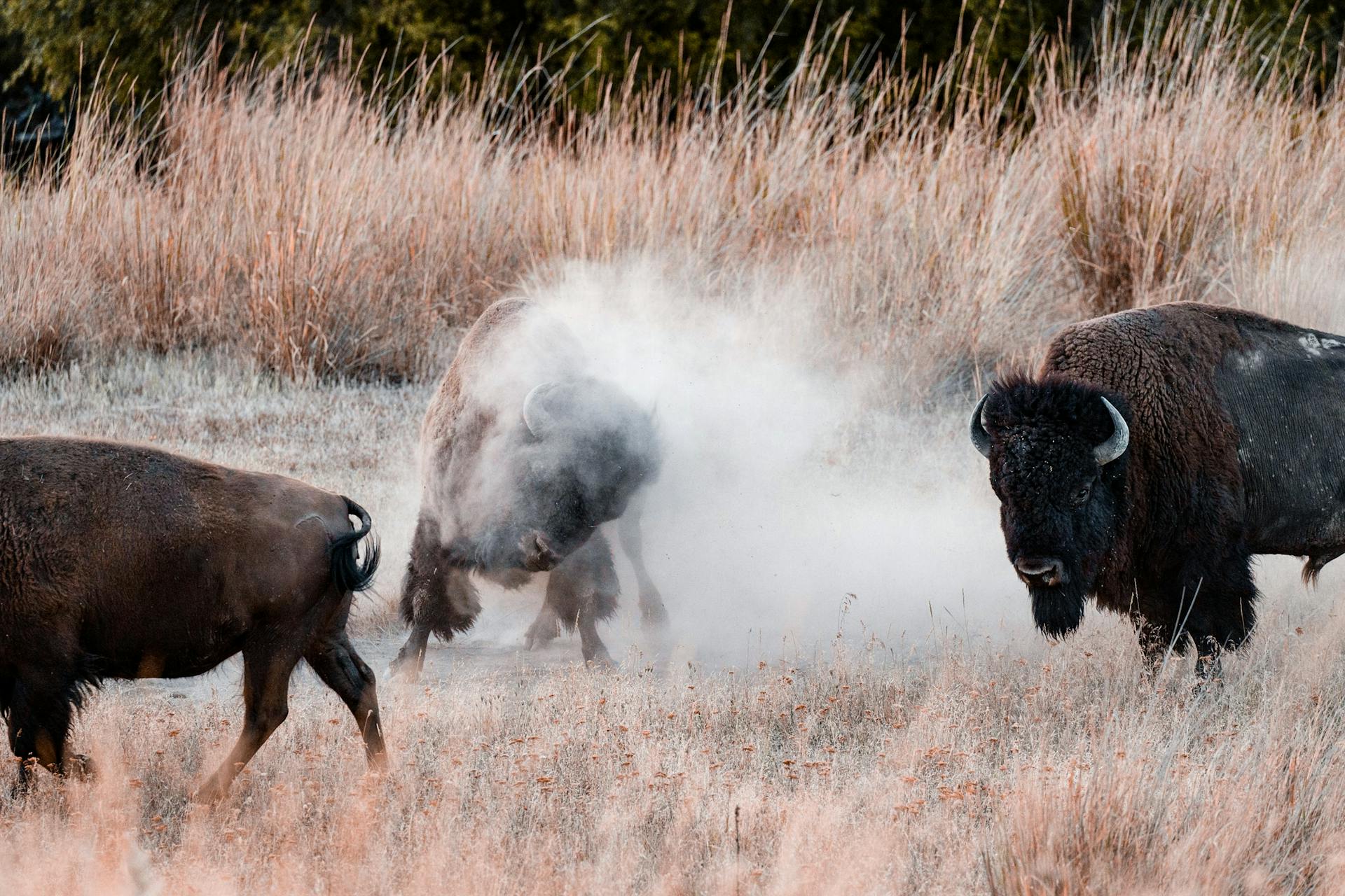 Buffalo on Grass Field