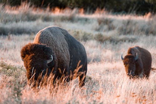 Bison Brun Sur Champ D'herbe Brune