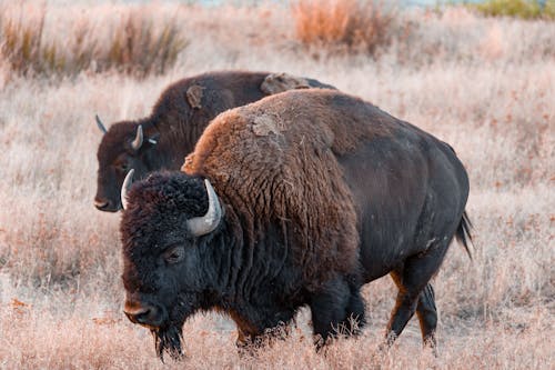 Imagine de stoc gratuită din animale, bizon, câmp