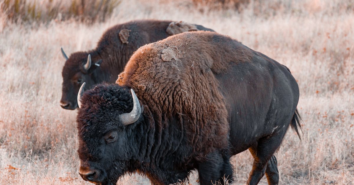 American bison cigarettes price near me