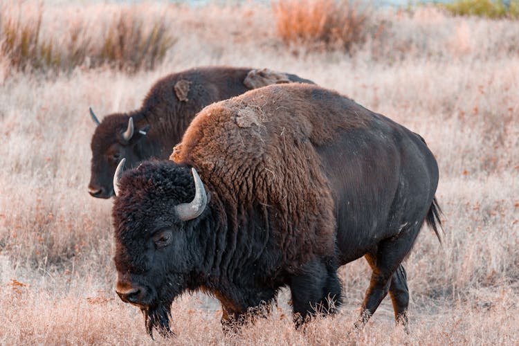 Brown Bison On Brown Grass Field