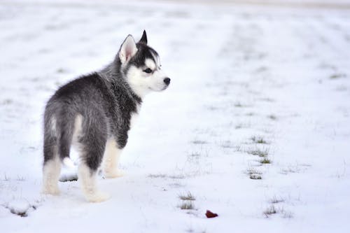 Filhote De Cachorro Husky Siberiano Preto E Branco Em Solo Coberto De Neve