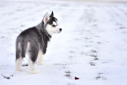 Adorable Siberian Husky puppy exploring the snowy outdoors with curious expression.