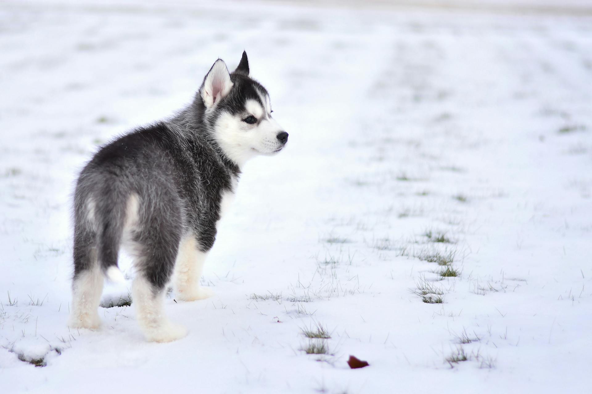 Un chiot de Sibérie noir et blanc sur un terrain enneigé