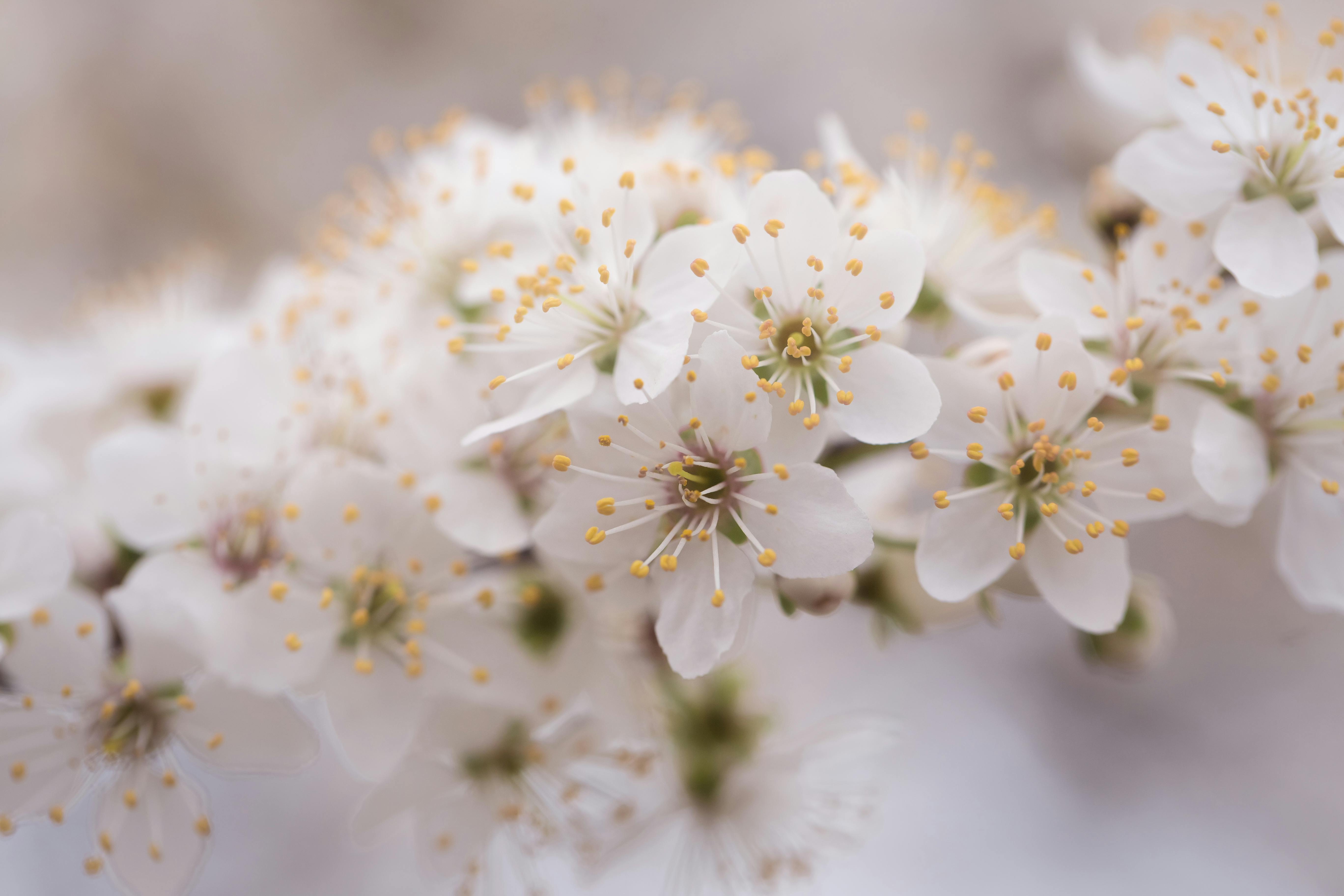 close up photo of white petaled flowers