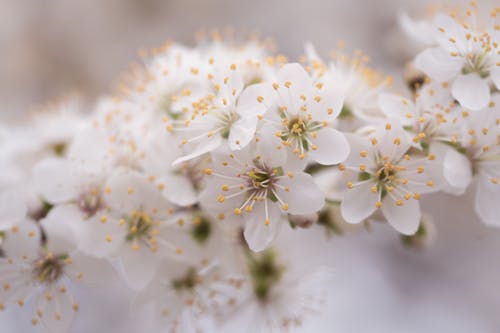 Foto Close Up Bunga Petaled Putih