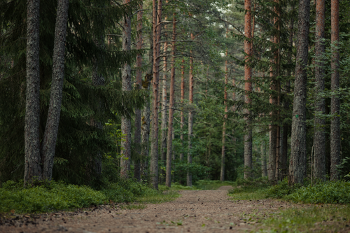 Free A tranquil path through a verdant forest with tall pine trees and lush greenery in a serene woodland setting. Stock Photo