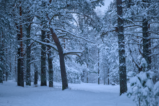 Serene winter forest landscape with snow-covered trees creating a peaceful atmosphere.