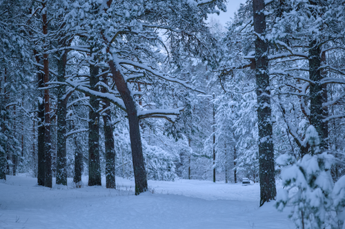 Free Serene winter forest landscape with snow-covered trees creating a peaceful atmosphere. Stock Photo