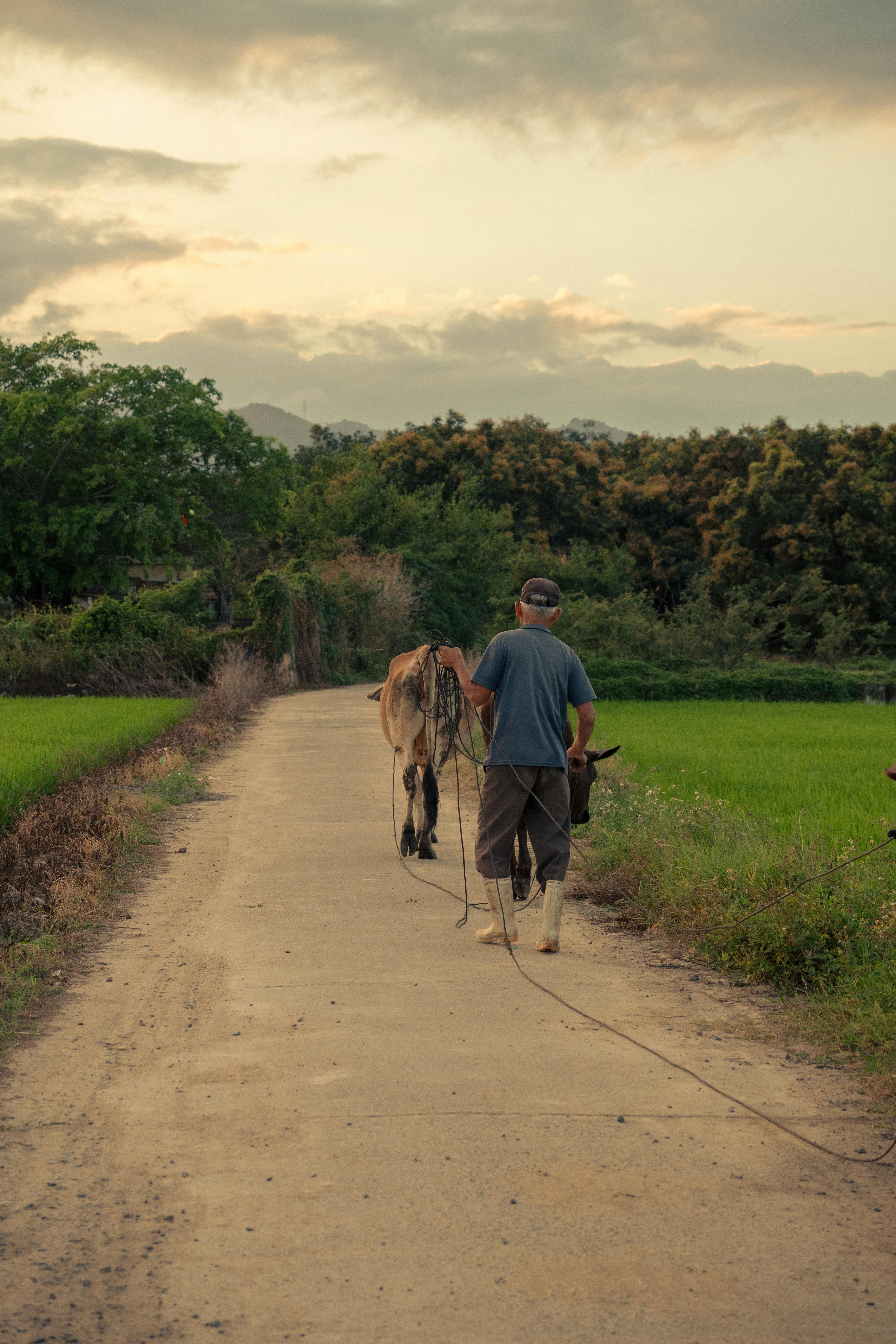 бесплатная Мужчина идёт по сельской тропинке в окружении коров на закате, что изображает сельскую жизнь. Стоковое фото