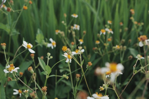 Close-up of white and yellow daisies in a lush green field, capturing serene nature.