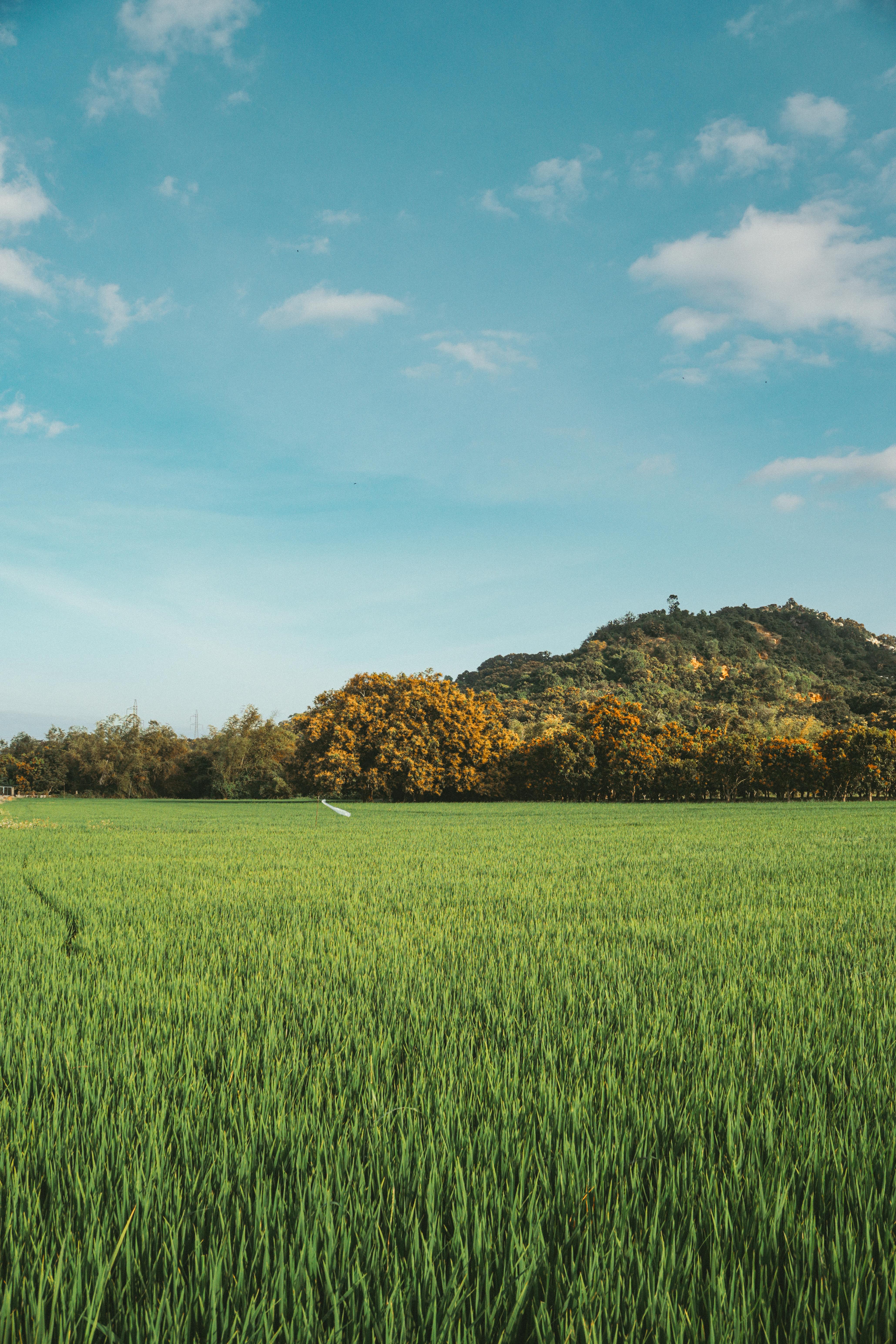 Free Serene green field with a scenic mountain and forest backdrop under a clear blue sky. Stock Photo