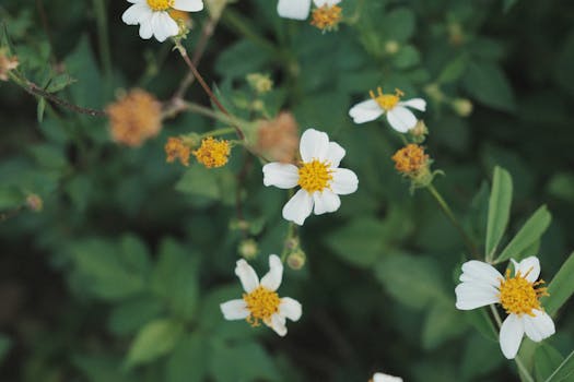 Detailed shot of blooming white wildflowers with yellow centers surrounded by lush green leaves.