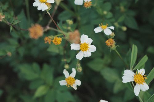 Free Detailed shot of blooming white wildflowers with yellow centers surrounded by lush green leaves. Stock Photo