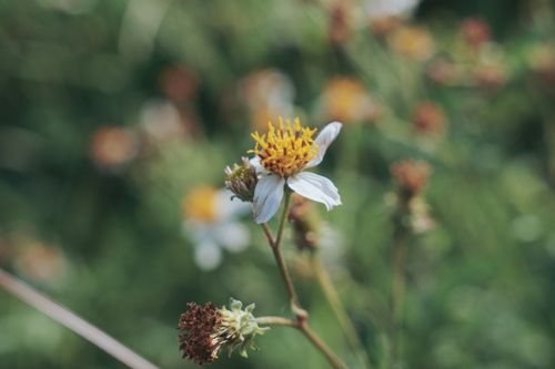 Free A detailed macro shot of a wildflower with a blurred natural background. Stock Photo