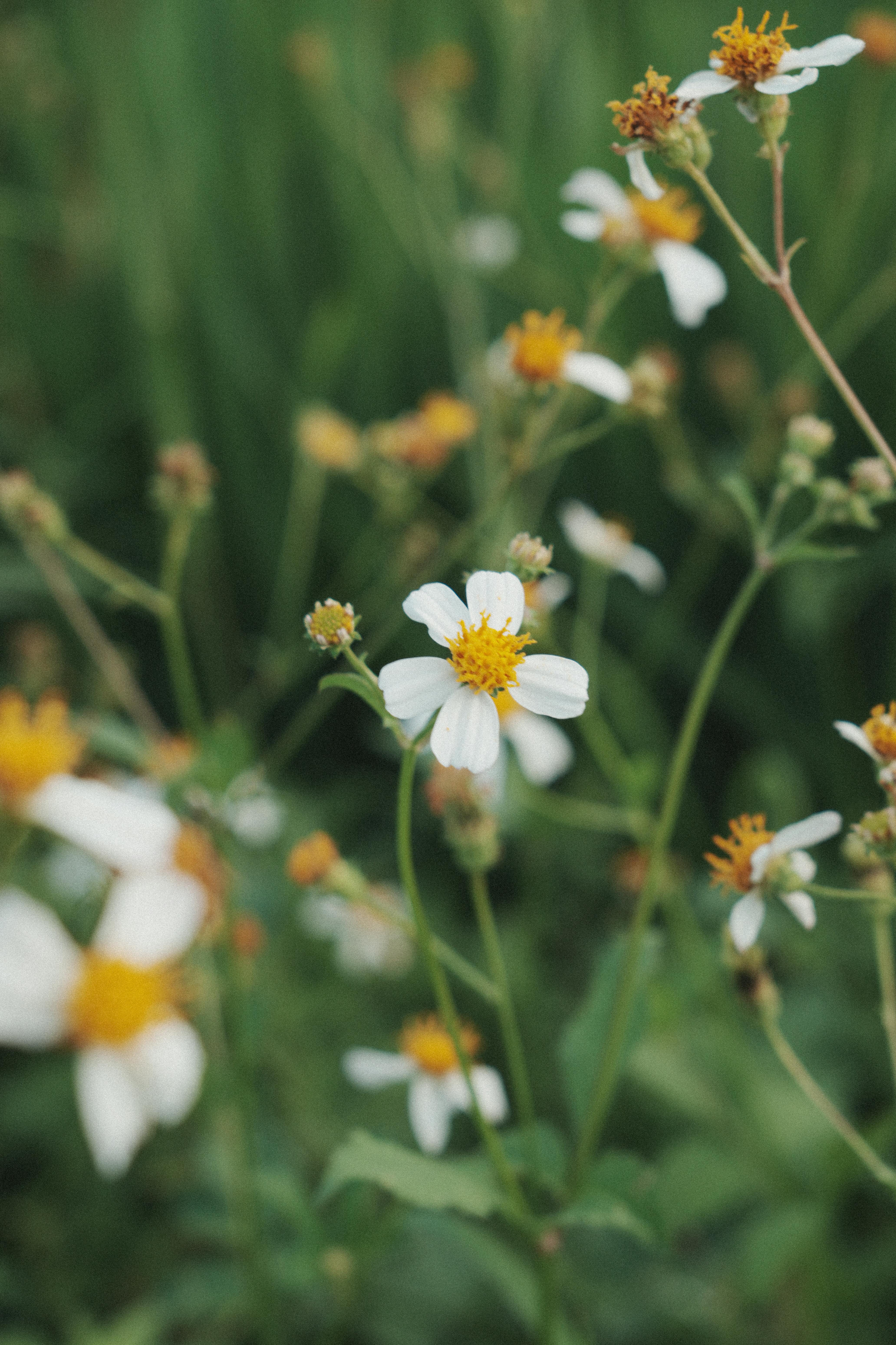 [ColoSach]-close-up-of-wild-daisies-with-white-petals-and-yellow-centers,-softly-focused-in-a-lush-green-garden.