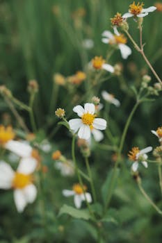 Close-up of wild daisies with white petals and yellow centers, softly focused in a lush green garden.