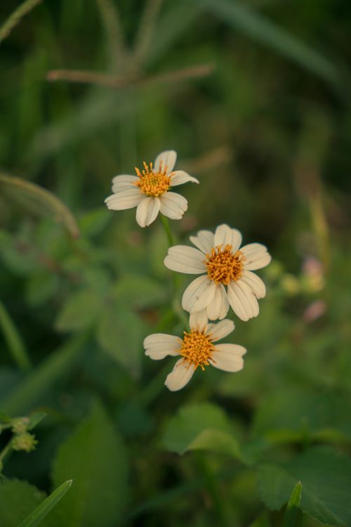 Free Detailed view of Bidens Alba flowers blooming in a lush green setting during the day. Stock Photo