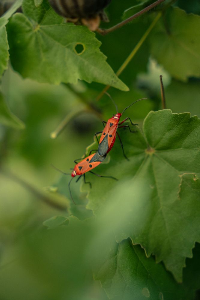 Wild Insects Photos, Download The BEST Free Wild Insects Stock Photos ...