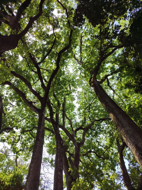 Free A vibrant forest canopy with filtering sunlight in Valencia, Venezuela captures nature's tranquility. Stock Photo
