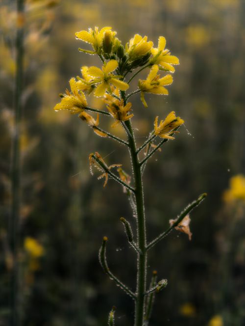 Free A detailed shot of a yellow wildflower with dewdrops in a meadow, showcasing nature's beauty. Stock Photo