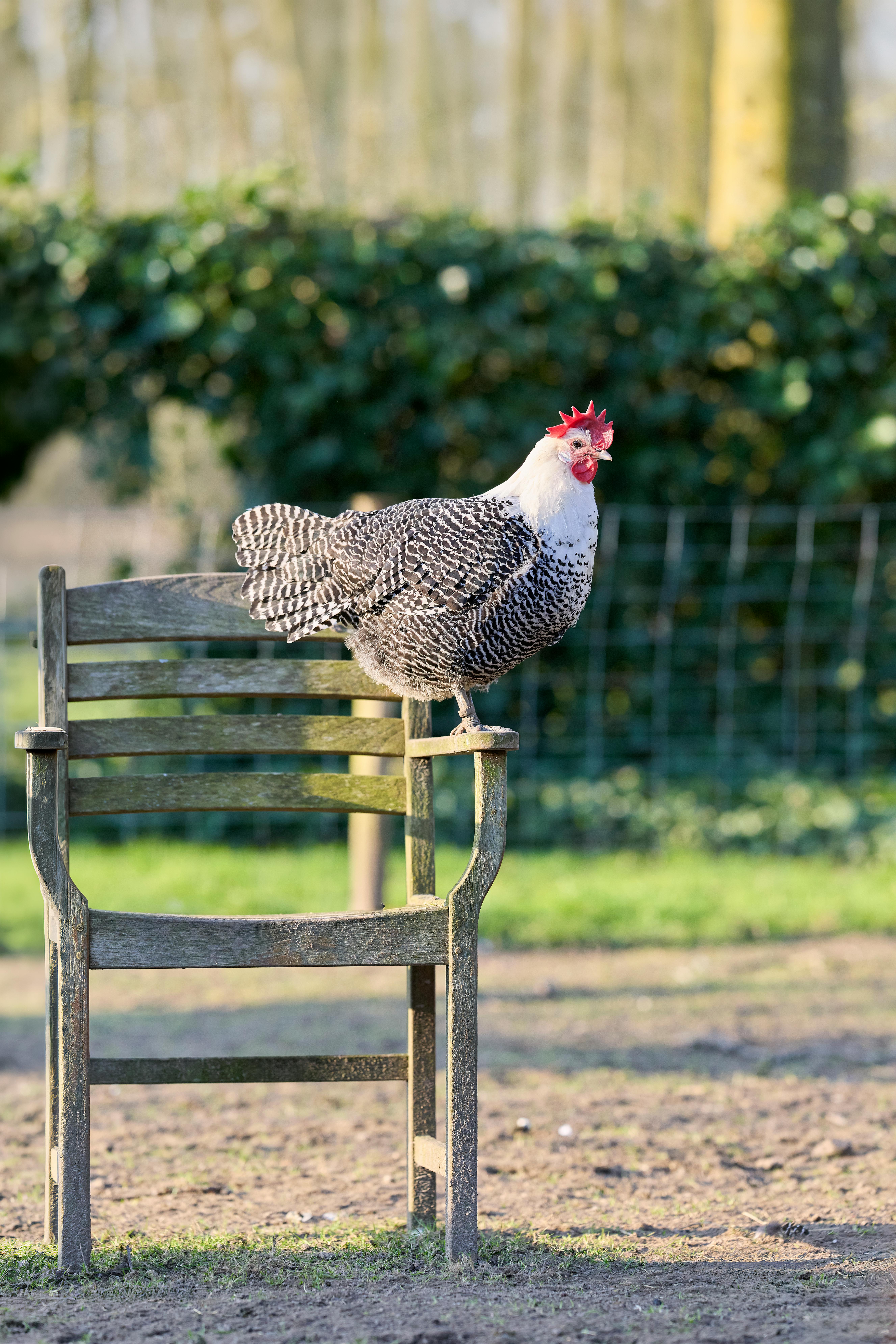 бесплатная На солнечном сельском пейзаже любопытная пятнистая курица породы Бракель сидит на деревенском деревянном стуле. Стоковое фото