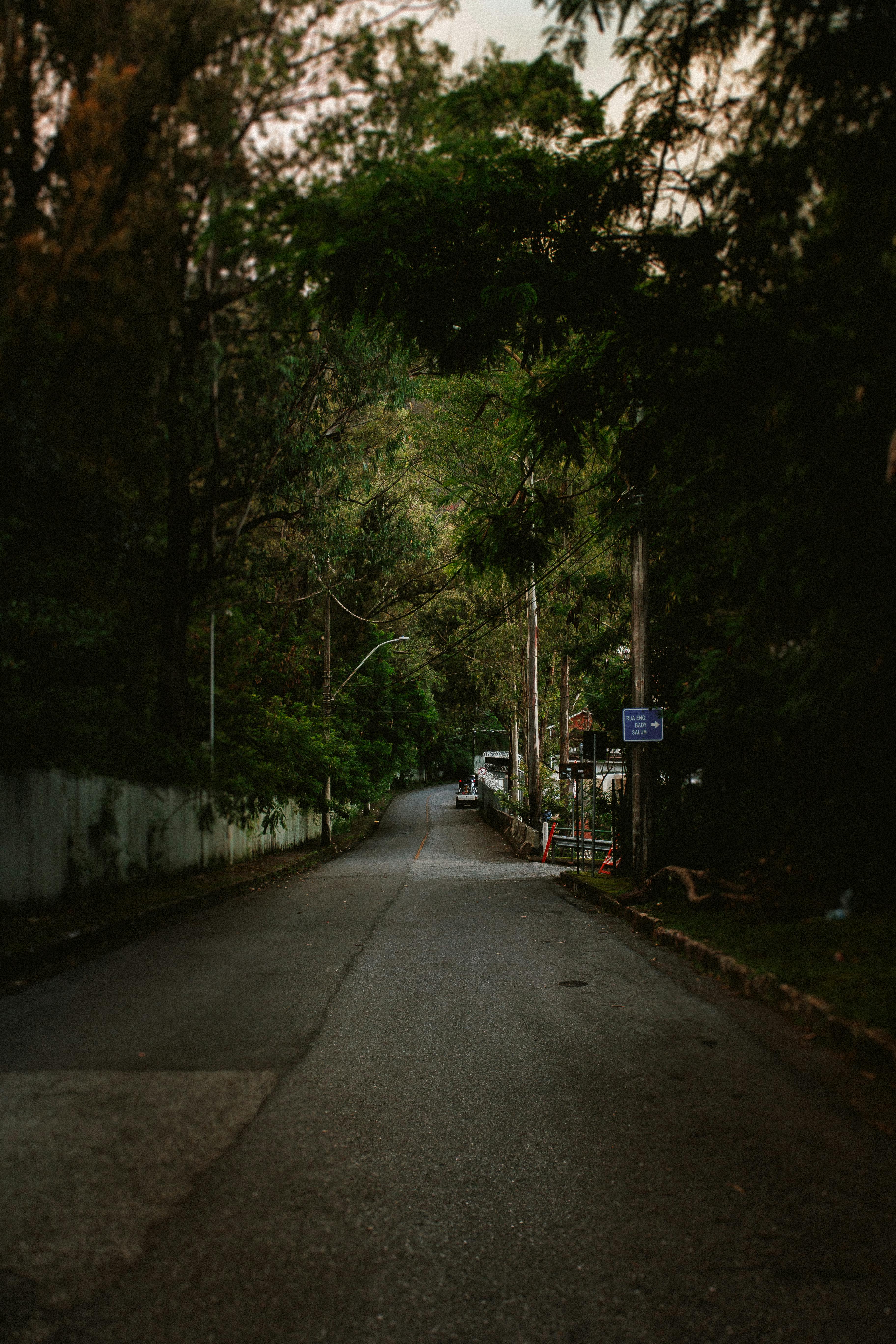 бесплатная Тихая лесная дорога с пышной зеленью и приглушенными природными тонами, идеально подходящая для медитации и отдыха от городской суеты. Стоковое фото