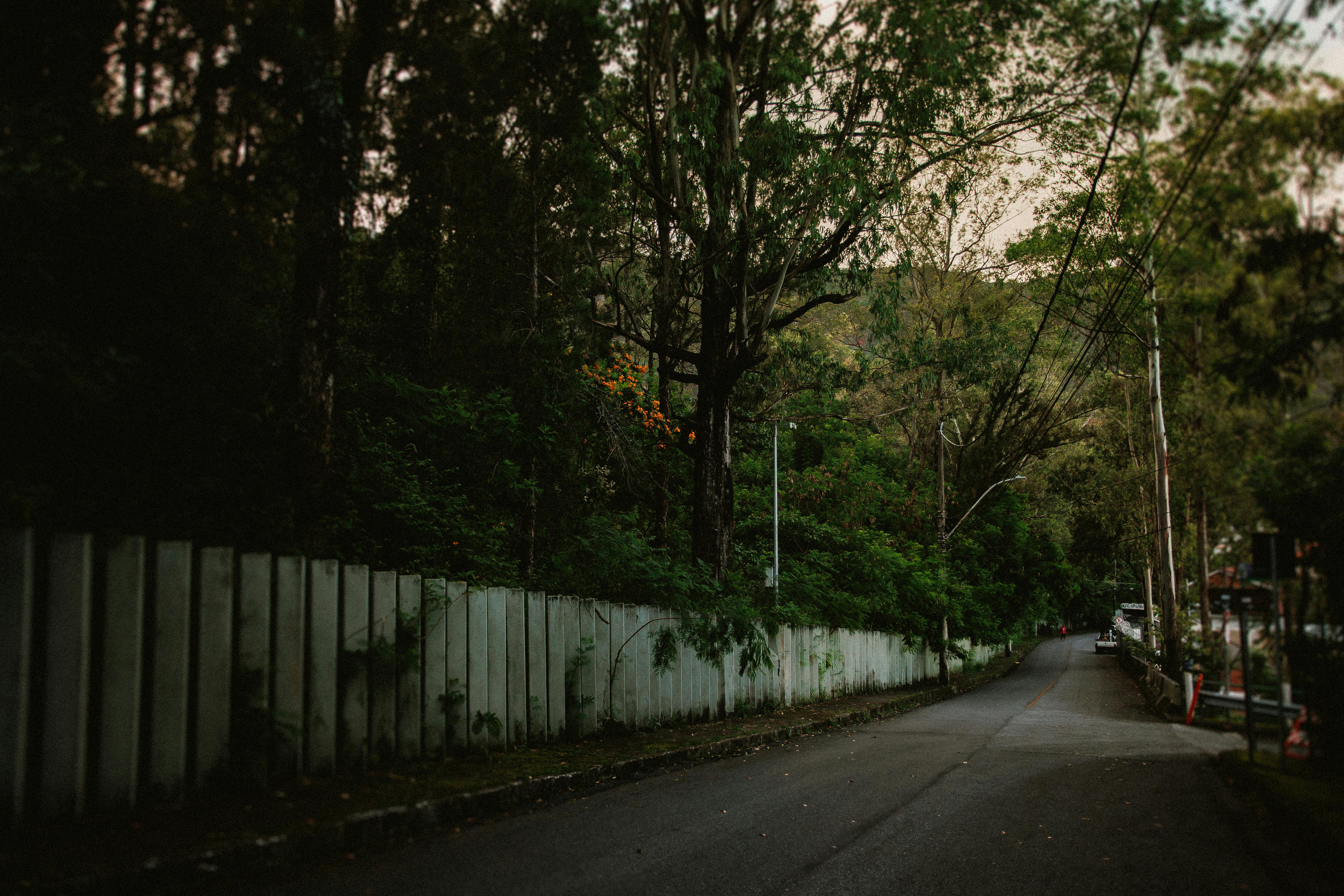 Free A serene road flanked by tall trees and a white fence on a dim evening. Stock Photo