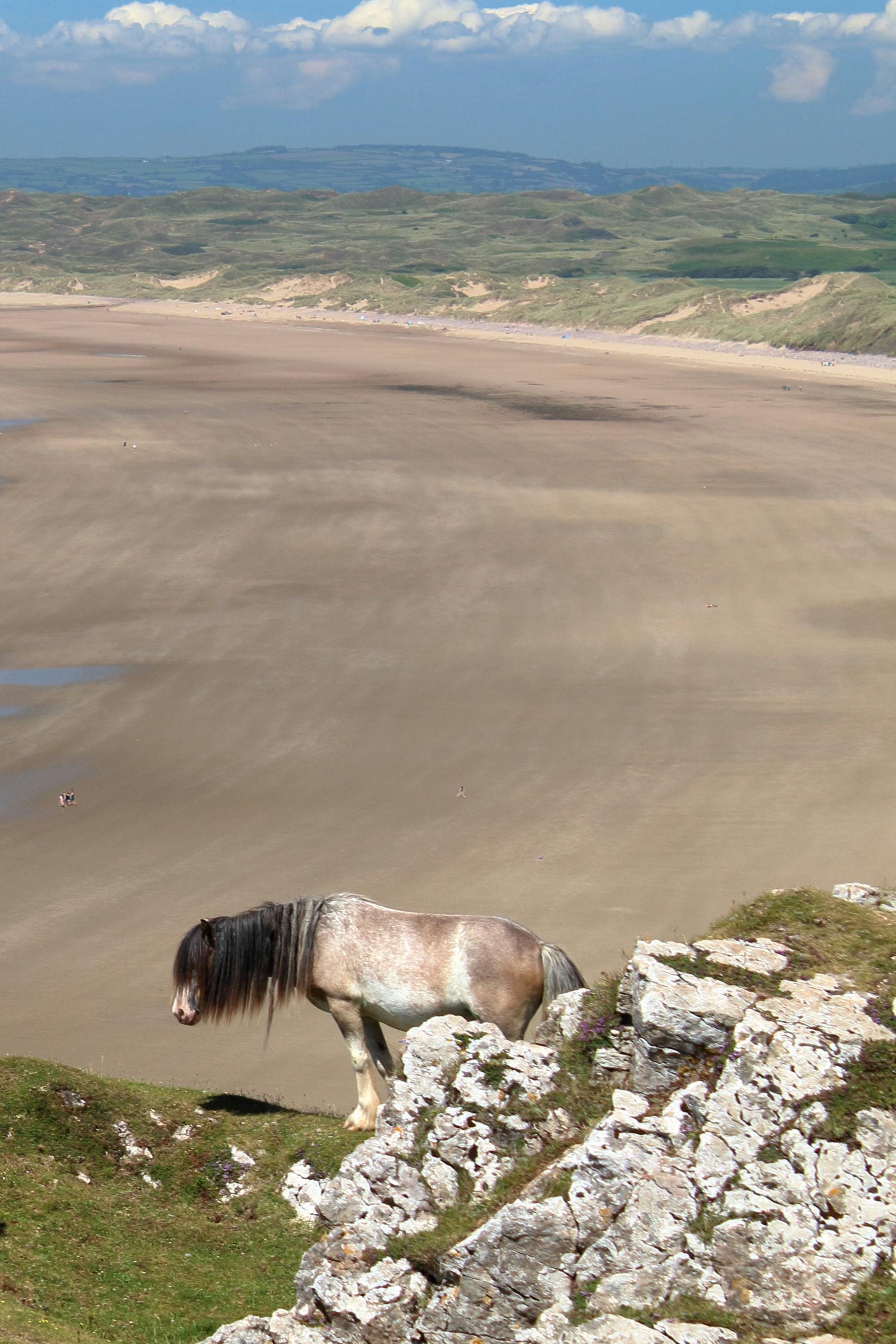 бесплатная Дикий пони мирно пасется на скалистых утесах британского побережья, откуда открывается вид на обширные песчаные пляжи. Стоковое фото