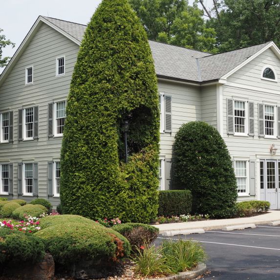 Well-maintained commercial property trees enhancing business curb appeal