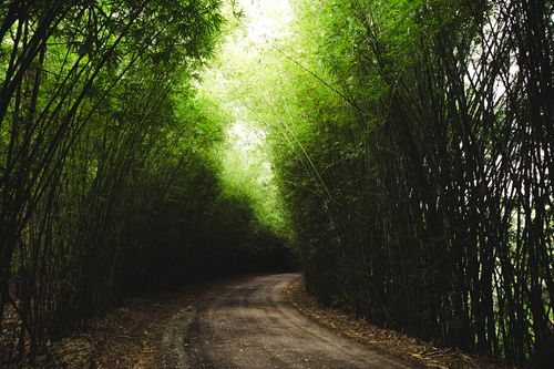 Free Tranquil pathway through a lush bamboo forest, perfect for nature exploration and peaceful walks. Stock Photo