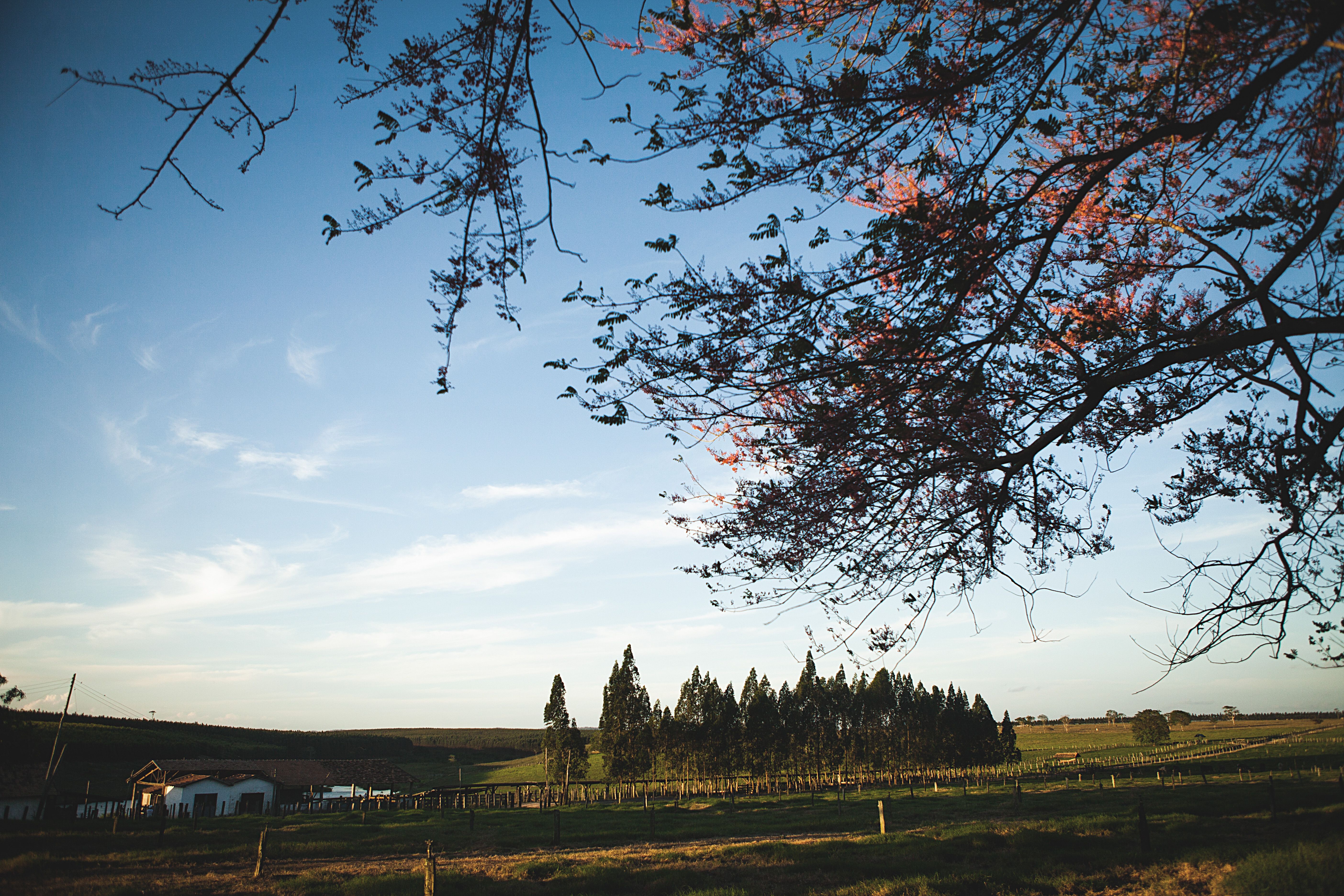Beautiful rural landscape showing open fields, trees, and a clear blue sky.