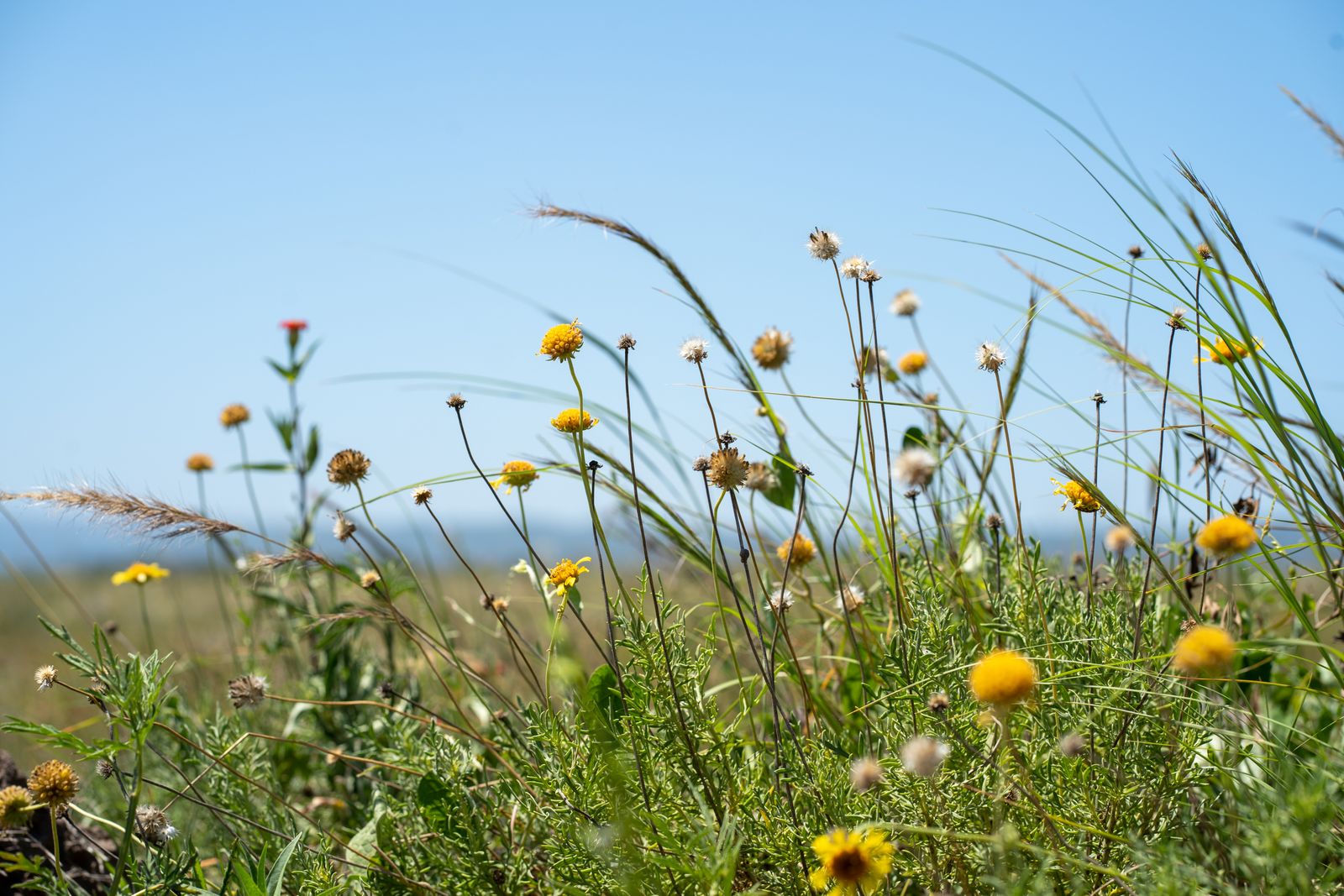 Wildflowers flourishing in a sunny field under a clear sky — photo by Tomás Asurmendi on Pexels