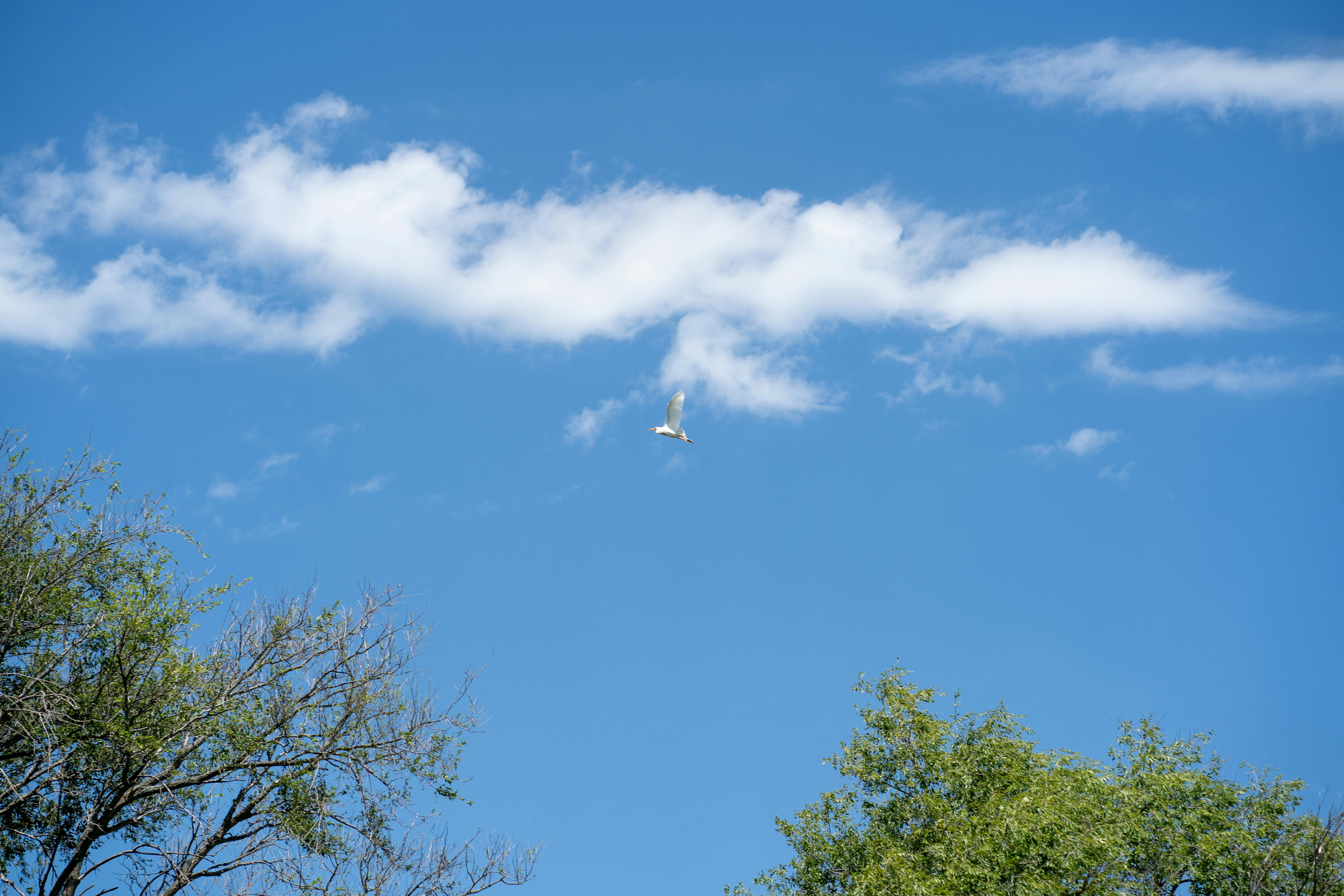 grátis Um pássaro voando graciosamente no céu azul claro acima de árvores verdes, foto tirada em Córdoba, Argentina. Foto profissional