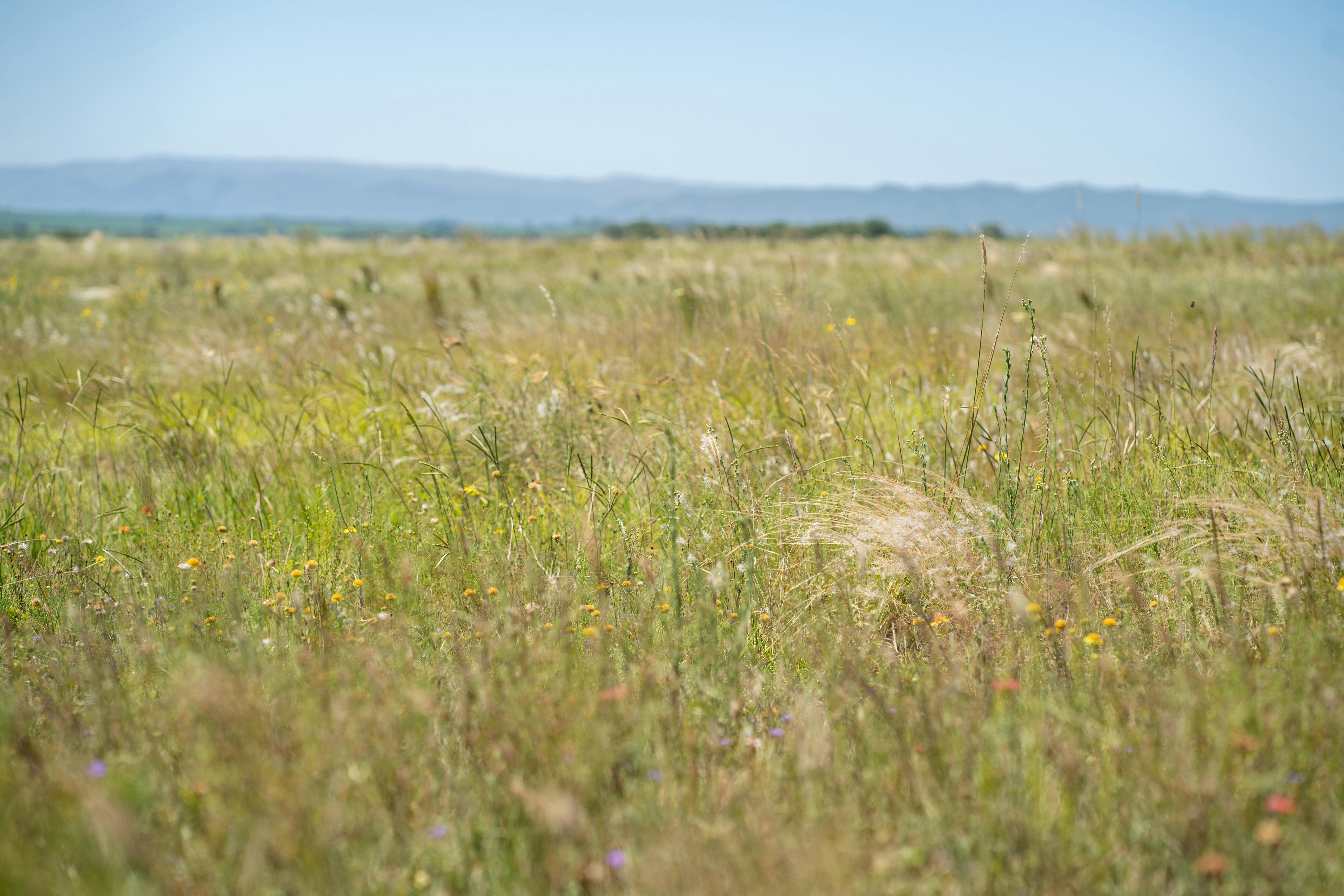 Gratis Immagine gratuita di agricoltura, ambiente, ampio spazio aperto Foto a disposizione
